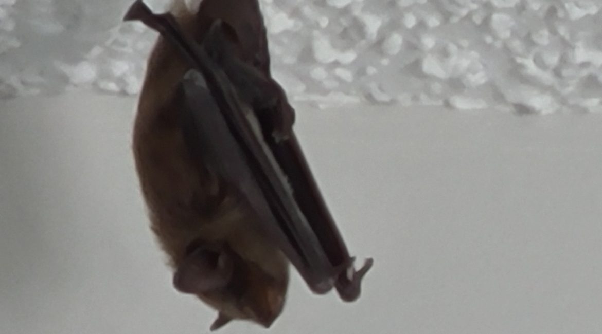 Michigan Bat Removal