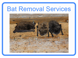 Lebanon Bat Removal