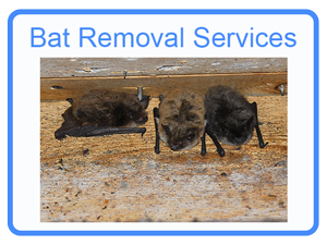 Mason Bat Removal