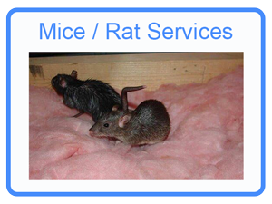 Strongsville Mice Removal