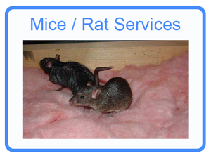 Mason Mice Removal