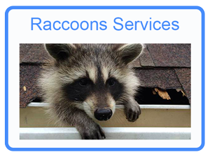 Lebanon Raccoon Removal