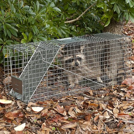 Raccoon Trap Indiana