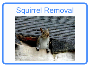 Mason Squirrel Removal