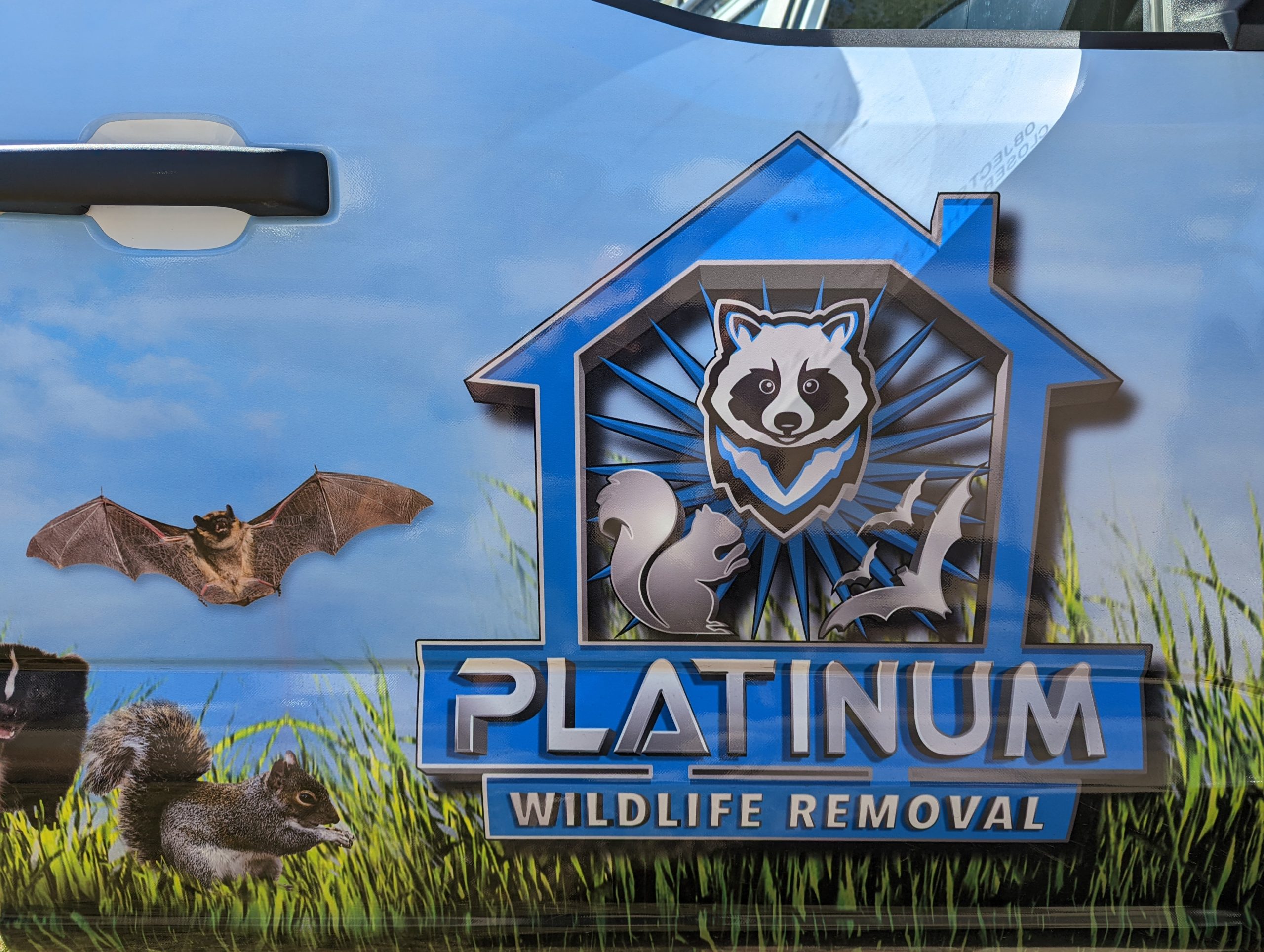 Removing Bats From Your Ohio Home Pestway Wildlife Removal